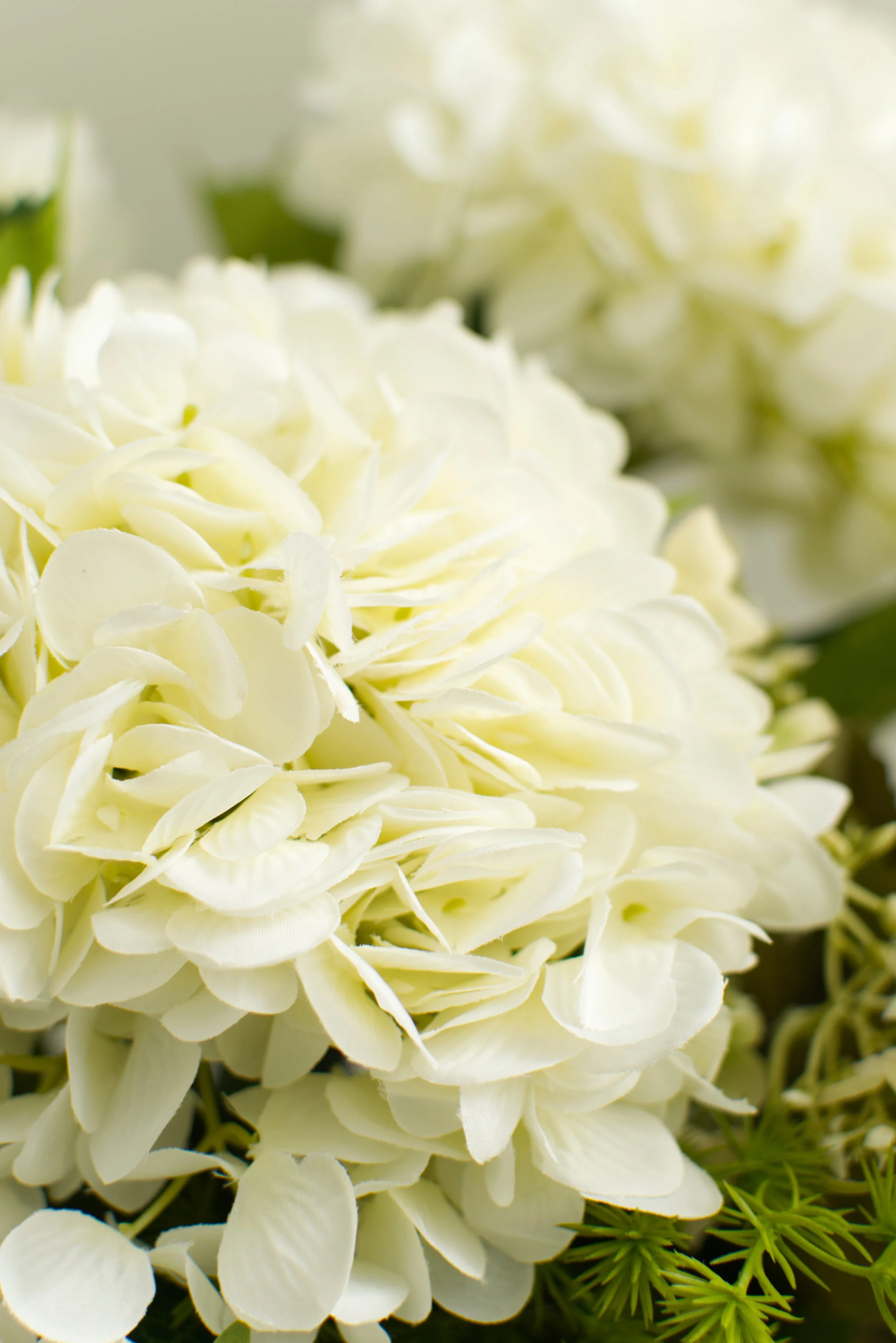 White Hydrangea Premium Bouquet — Sarah Stuart Flowers